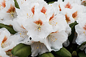 Rhododendron yakushimanum 'Apollonia'