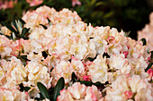 Rhododendron yakushimanum 'Stern von Japan'