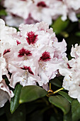 Rhododendron yakushimanum 'Annika