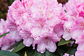 Rhododendron 'Frentano'®