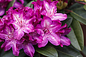 Rhododendron 'Anatevka