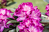 Rhododendron 'Anatevka