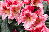 Rhododendron 'Djingestan