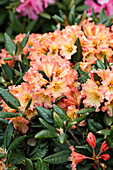 Rhododendron yakushimanum 'Lullaby'