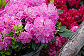 Rhododendron 'Germania'®