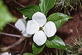 Cornus kousa 'Venus'®