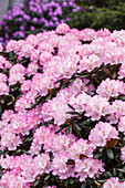 Rhododendron yakushimanum 'Romantika'.