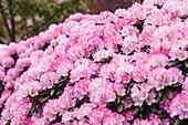 Rhododendron yakushimanum 'Romantika'