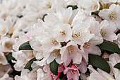 Rhododendron yakushimanum 'Taroko'