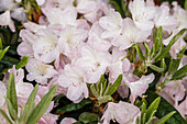 Rhododendron brachycarpum 'Malpelo'