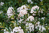 Rhododendron micranthum 'Bloombux'®
