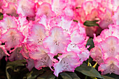 Rhododendron 'Saskia'