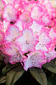 Rhododendron 'Saskia'