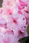 Rhododendron pink