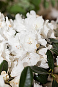 Rhododendron yakushimanum 'Silk luster