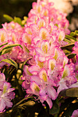 Rhododendron 'Spring Skies