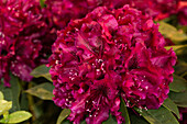 Rhododendron 'Midnight Beauty