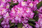 Rhododendron yakushimanum 'Bohlken´s Lupinenberg'®