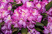 Rhododendron yakushimanum 'Bohlken's Lupinenberg'®