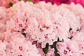 Rhododendron yakushimanum 'Anna