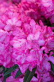 Rhododendron makinoi 'Rosa Perle'