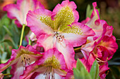 Rhododendron viscosum 'Quiet Thoughts'