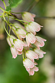 Enkianthus campanulatus