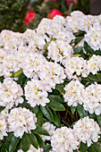 Rhododendron 'Christina Rau'