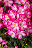 Rhododendron 'Kurfürstin Sophie'