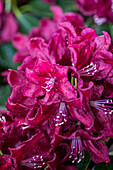 Rhododendron 'Anna Netrebko