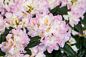 Rhododendron 'Wilhelm Bruns