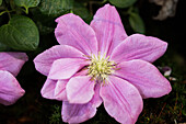 Clematis 'Hanaguruma'