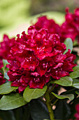 Rhododendron, red