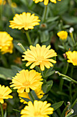 Calendula Cheers™ Orange 