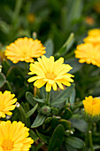 Calendula 'Cheers™ Yellow'