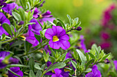 Calibrachoa 'Noa® Mega Violet'
