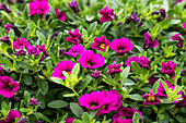 Calibrachoa Noa® Dark Purple Imp