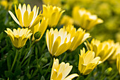 Osteospermum ecklonis Osticade™ 'Lemon'