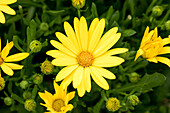 Osteospermum ecklonis Ostica Glamour