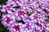 Verbena Vanessa 'Bicolor Purple'