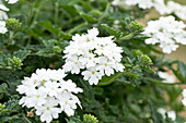 Verbena Donalena White Hail