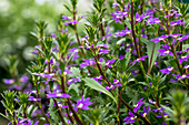 Scaevola saligna 'Purple Haze™'