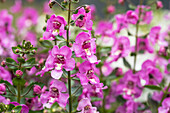 Angelonia angustifolia 'Alonia Pink Flirt'