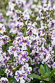 Angelonia angustifolia 'Alonia Bicolor Violet'