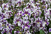 Angelonia angustifolia 'Alonia Bicolor Violet