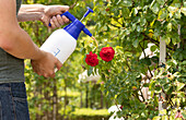 Spraying pesticides on roses