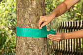 Attaching glue rings to tree