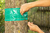 Glueing rings to a tree