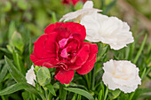 Dianthus caryophyllus