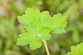 Aquilegia caerulea